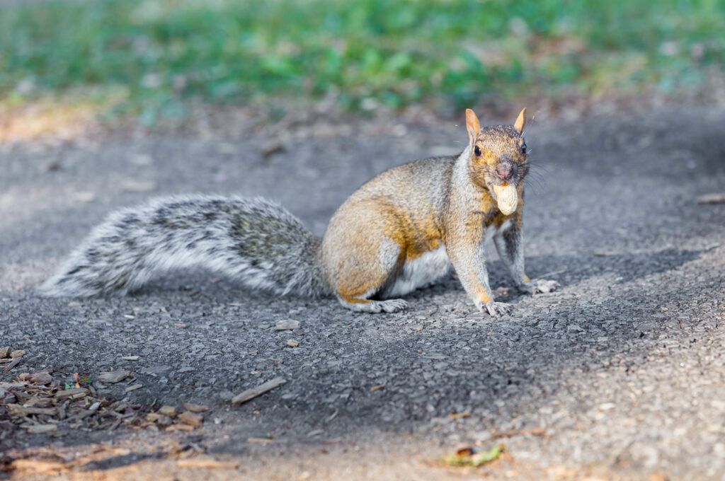 How to trap and remove squirrels in Massachusetts