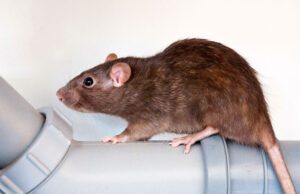 rat-and-mice-exterminator-&-removal-services