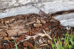 termite-damage-pest-control