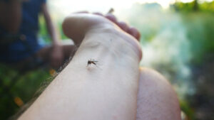 mosquito and tick control
