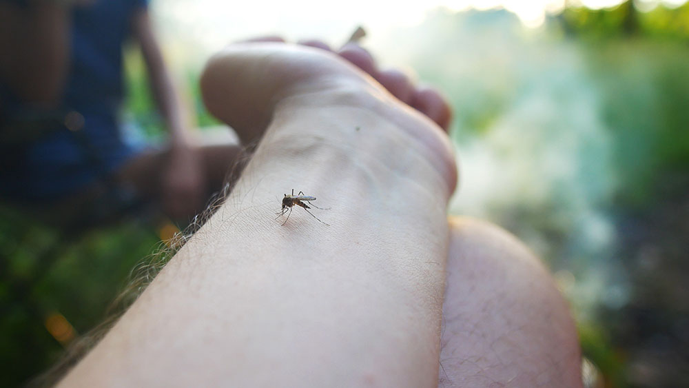 mosquito and tick control