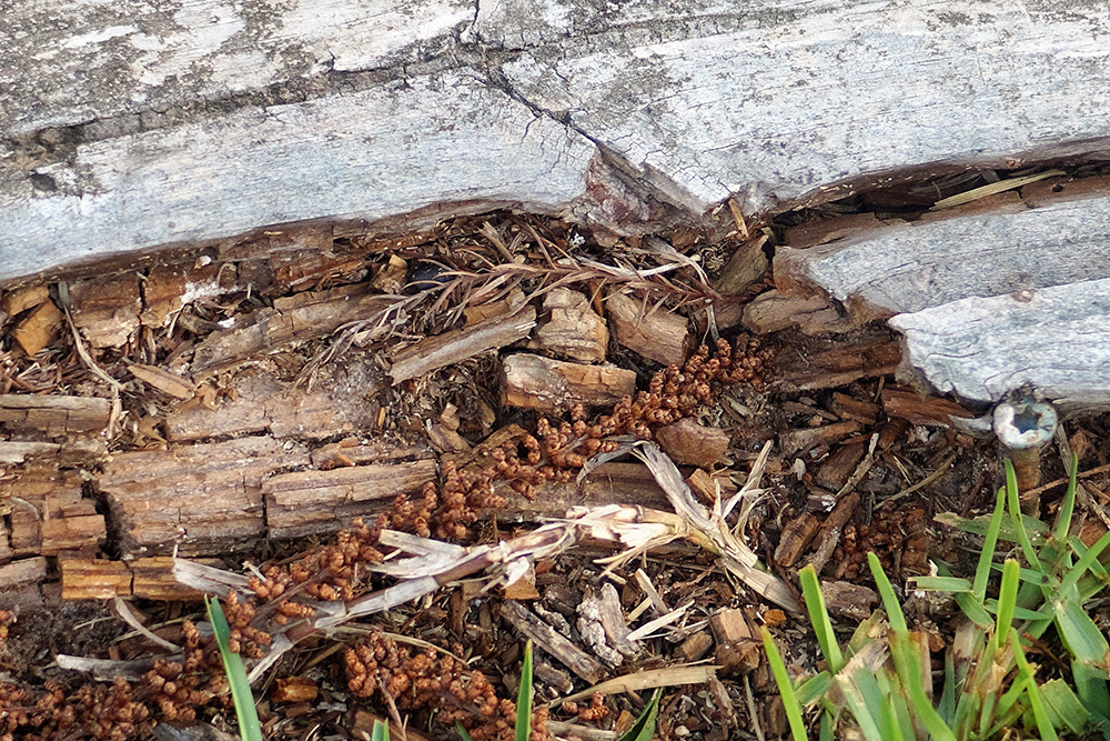 Termite Removal