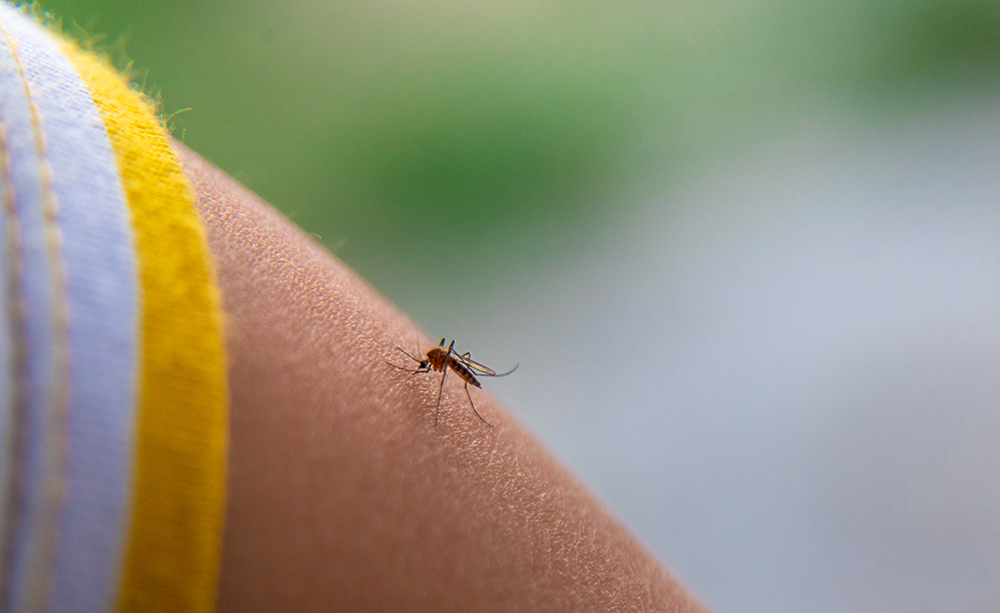best mosquito control
