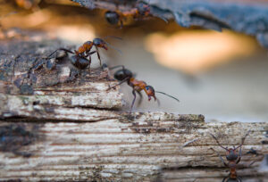 Carpenter Ant Exterminator