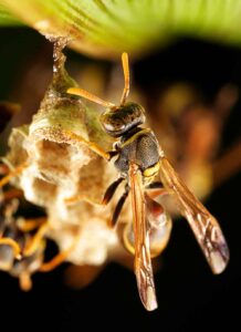 Wasp-Nest-Removal