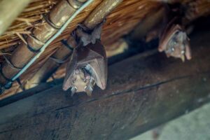 bat removal companies