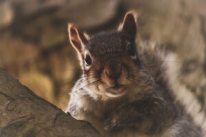 squirrels in attic amesbury, ma