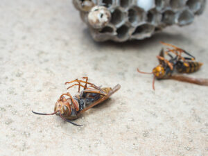 organic exterminator near me