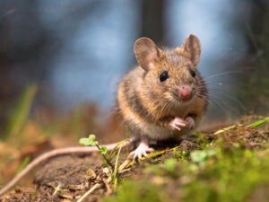 Mice-in-house-mouse-exterminator-near-me