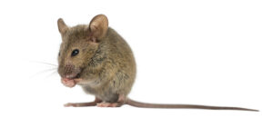 Mouse Poop Mouse droppings exterminator near me