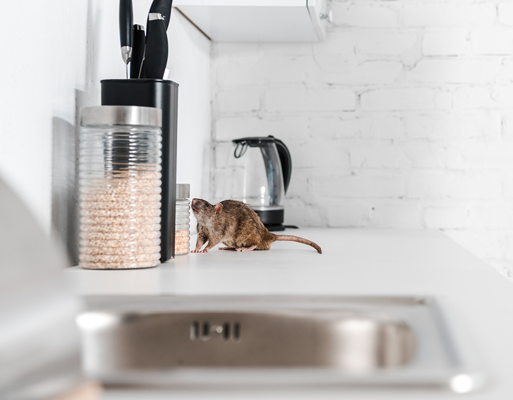 mouse-exterminator-near-me