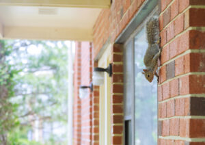 squirrel-in-house-pest-control-near-me-newburyport