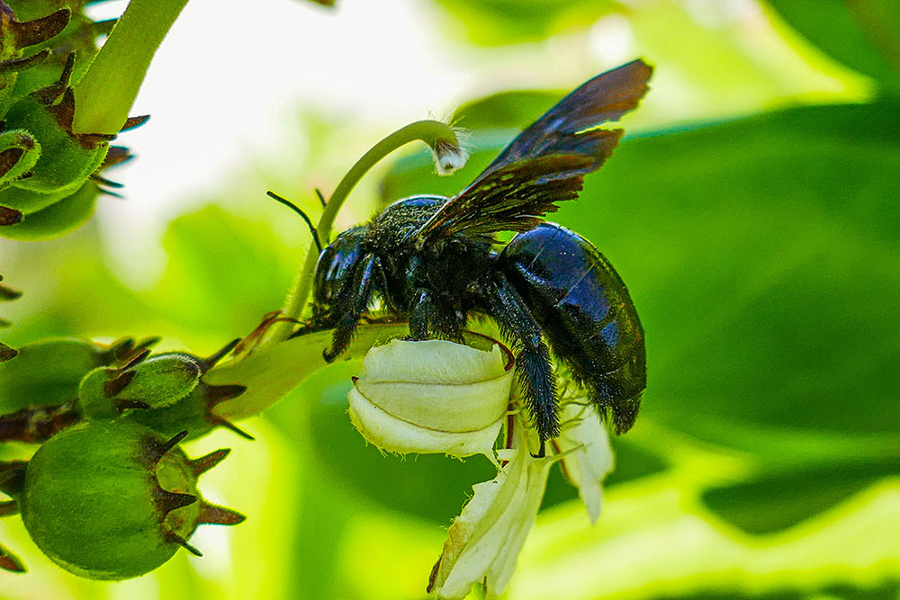 removal-carpenter-bee-near-me-ma