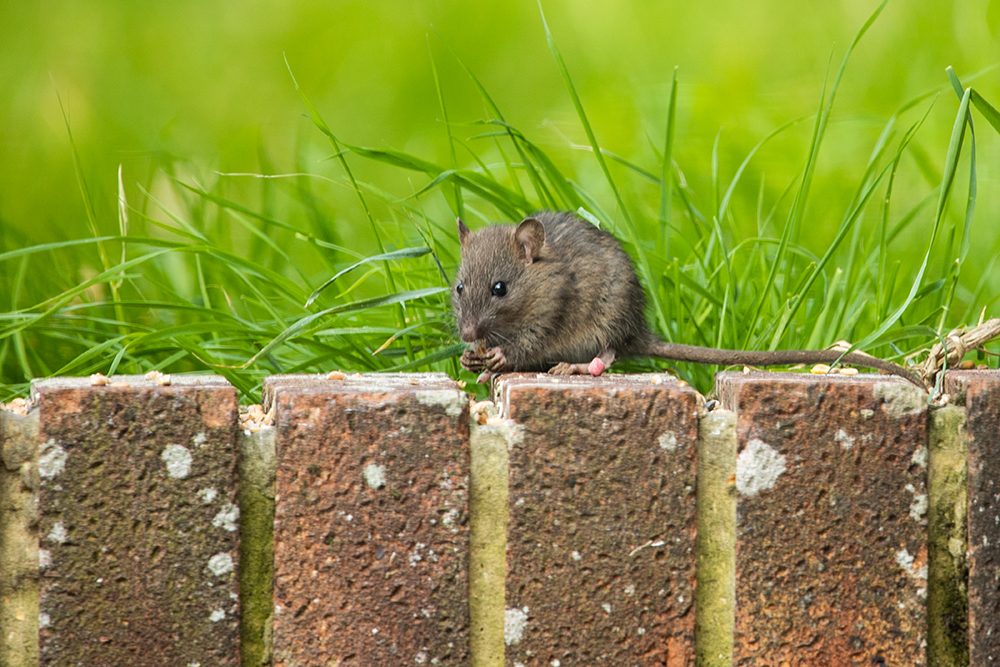 Mice Removal in Rockport MA — Safer Nature Pest Control