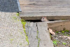 mouse-exterminator-salisbury-ma-safer-nature