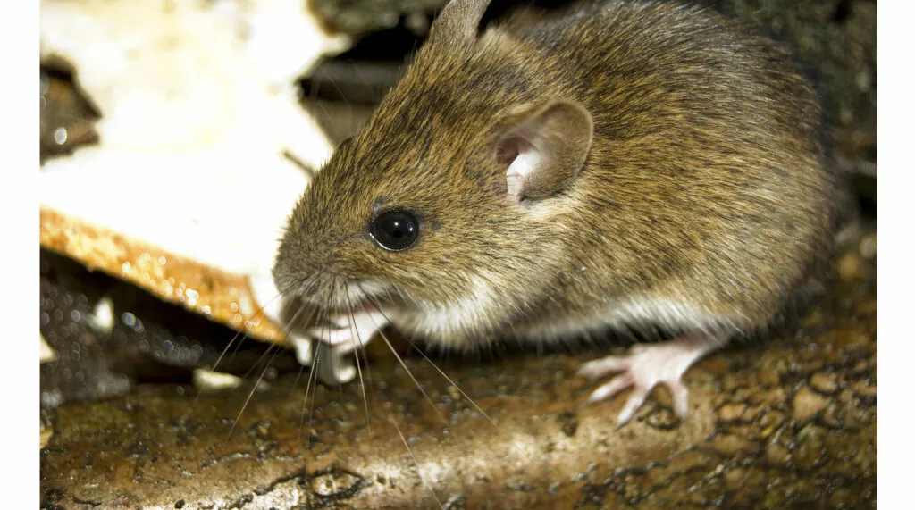 Mice Removal Services