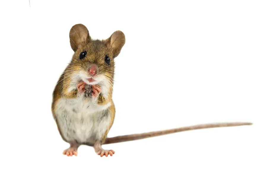 Rodent Control Services