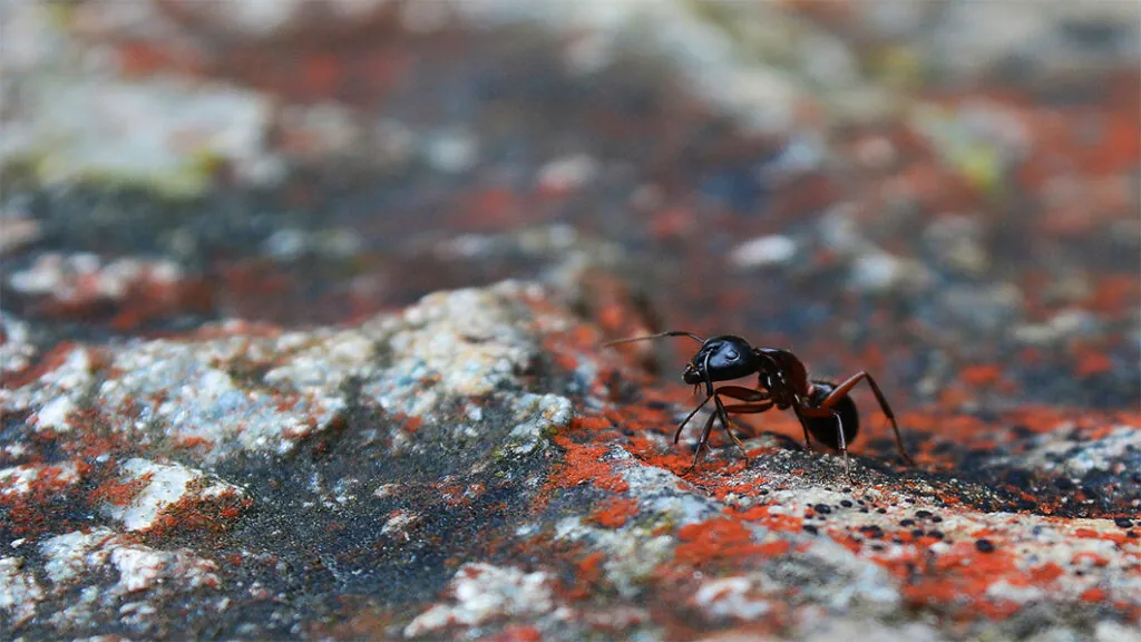 Carpenter Ant Removal