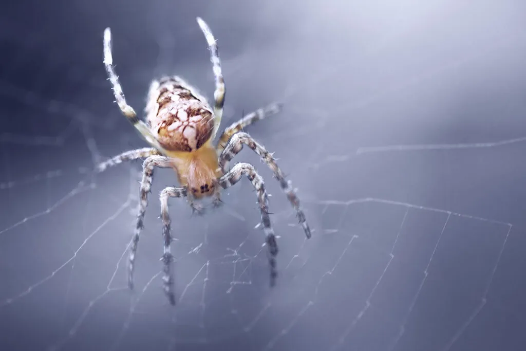Spider Removal Services