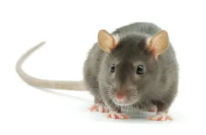 Rat Removal Services