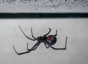 black widow spider in Massachusetts