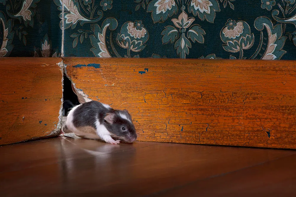 Pest Control Exterminator Near Me Amsbury MA