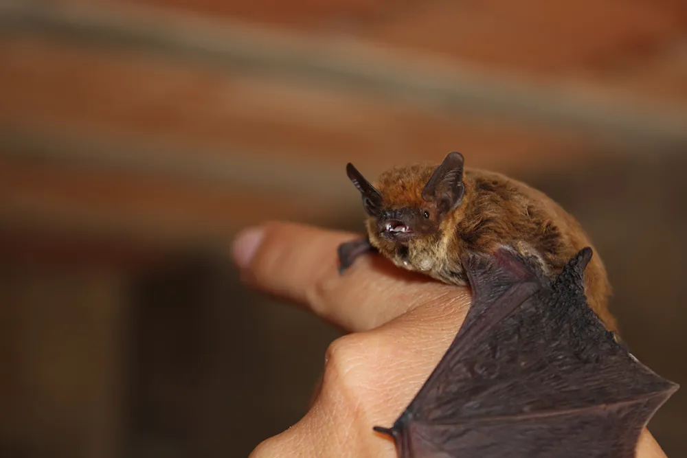 bat removal and control in Amesbury