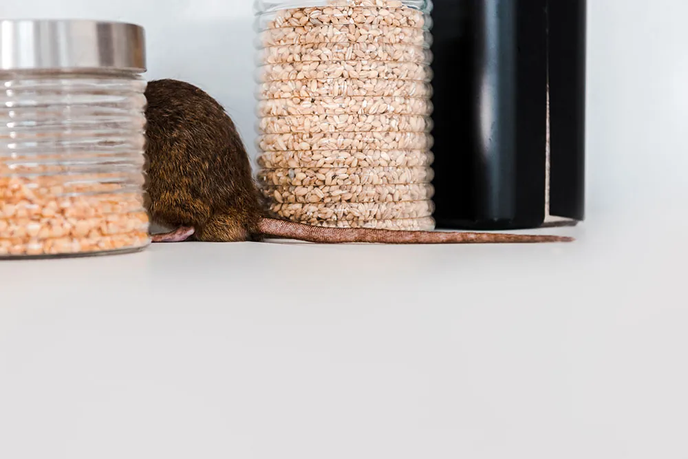 Pet Safe Pest Control Near Me