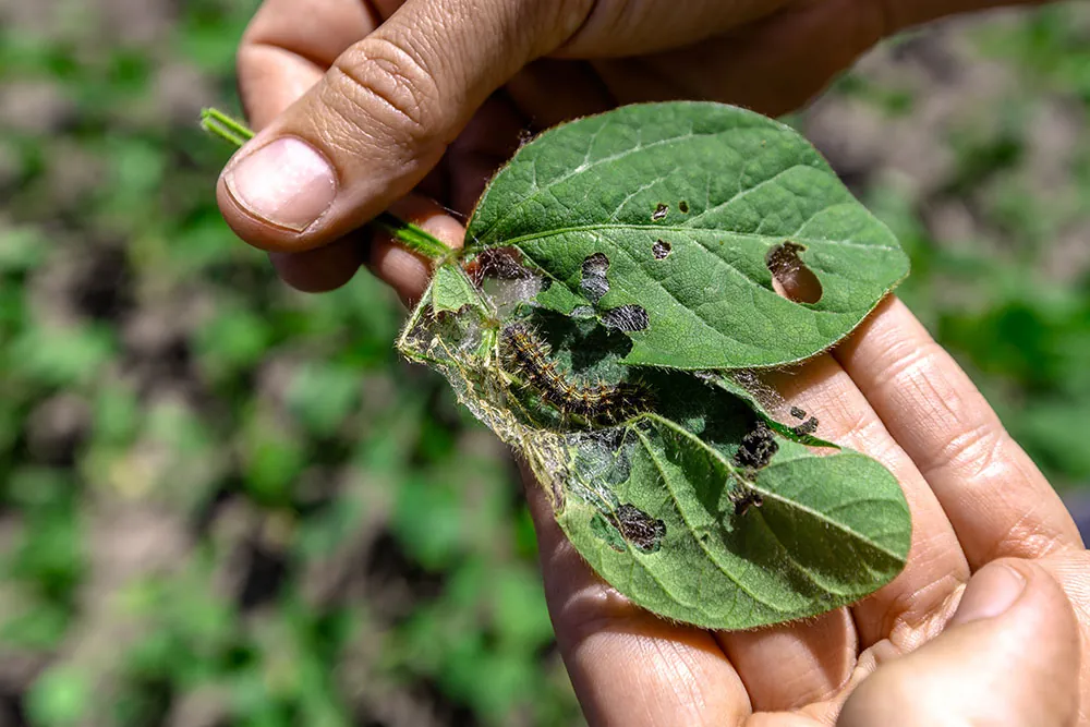 organic pest control companies
