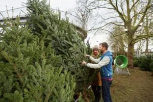prevent pests on Christmas tree