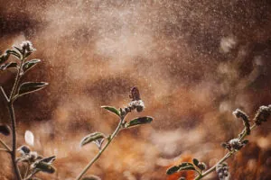 Where Do Wasps Go in the Winter