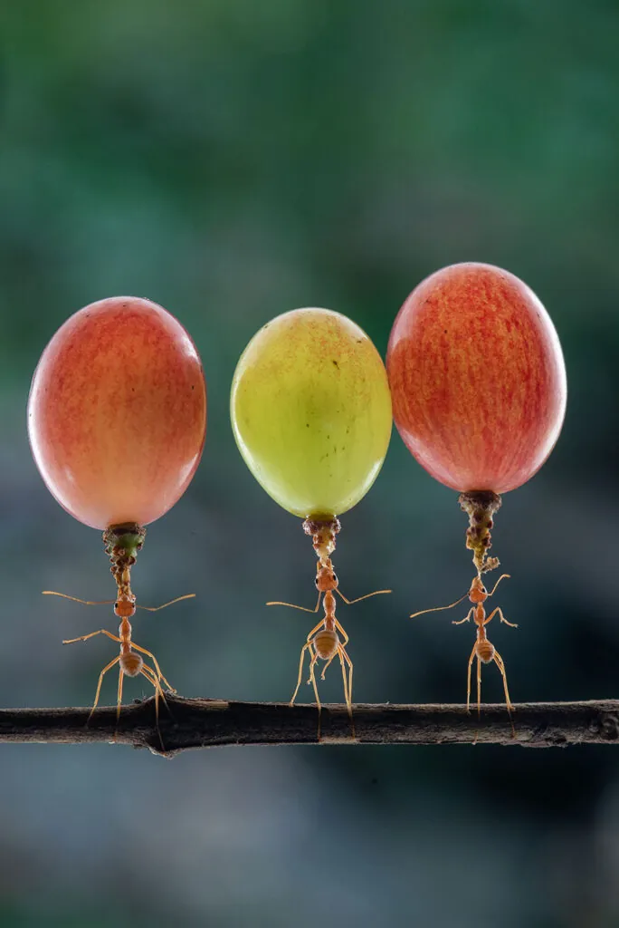 Discover fascinating facts about ants with Safer Nature Pest Control! Did you know ants can carry up to 50 times their body weight? They also communicate using pheromones to signal danger or food sources. Learn more about these tiny yet powerful creatures and explore expert ant removal services in Amesbury, Newburyport, Hamilton, Wenham, and other nearby Massachusetts towns.