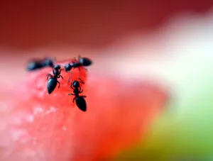 how to get rid of ants