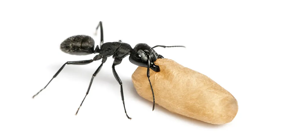 Get Rid of Carpenter Ants