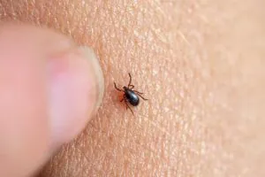 Tick Removal: First Aid and Prevention