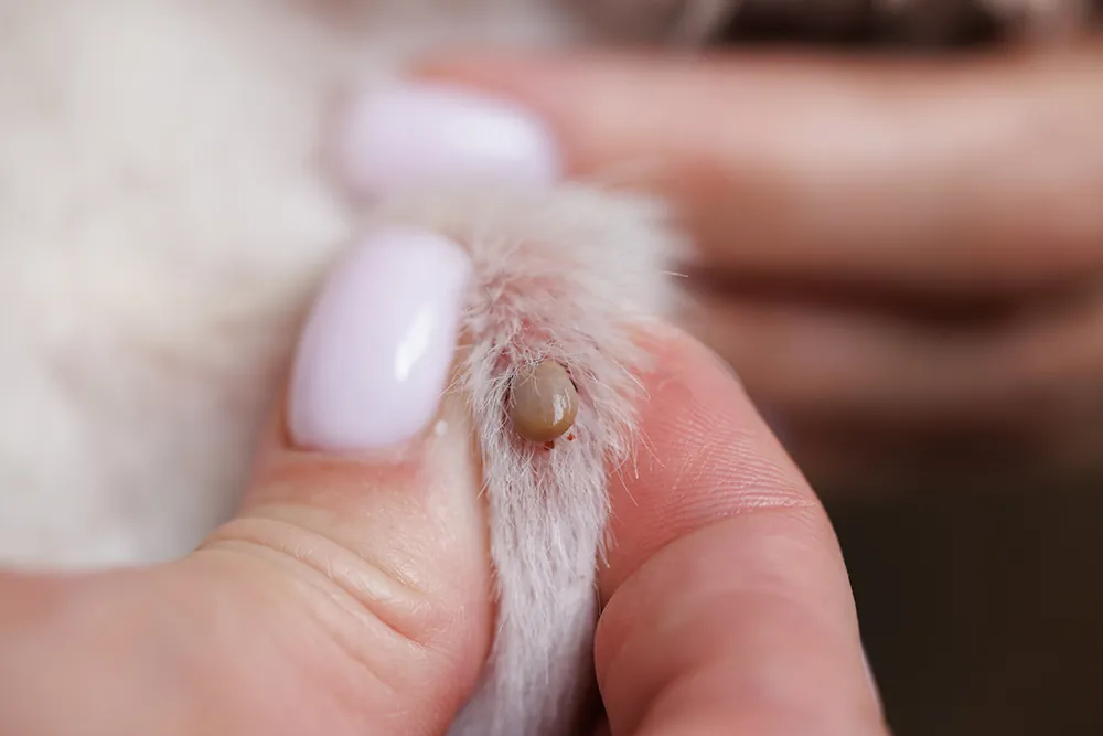 tick-removal-Massachusetts-tick-on-an-animal-dog-or-cat-tick-bite-close-up-2024-05-06-21-08-46-utc