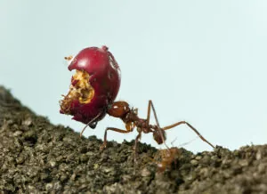 How to Get Rid of Ants This Spring: Natural and Chemical-Free Solutions