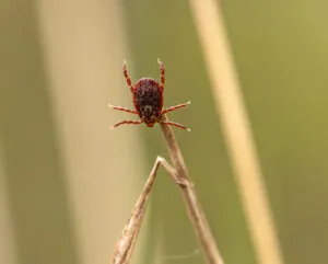 How to Prevent Ticks and Lyme Disease This Spring