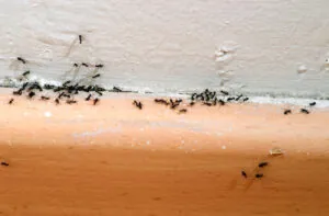 how to get rid of ants