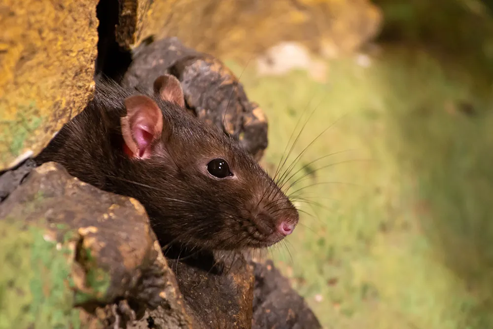 rat extermination near me