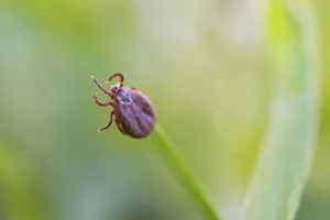tick control massachusetts