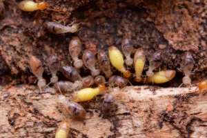 Termite Control