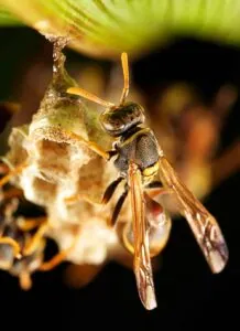 Wasp-Nest-Removal