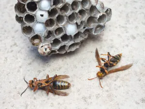 remove wasps nest