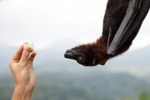bat-removal-safer-nature-ma