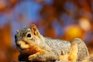 humane squirrel removal in Massachusetts