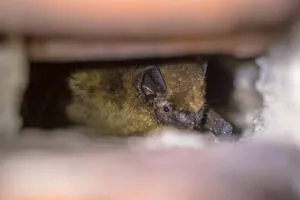 safe humane bat removal Massachusetts