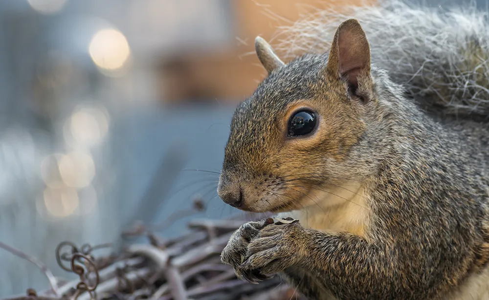 Squirrel Removal Near Me