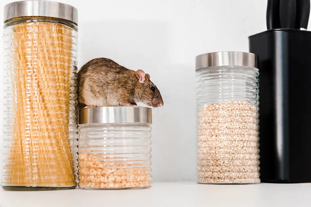 mice control near me