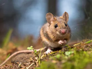 Mice-in-house-mouse-exterminator-near-me